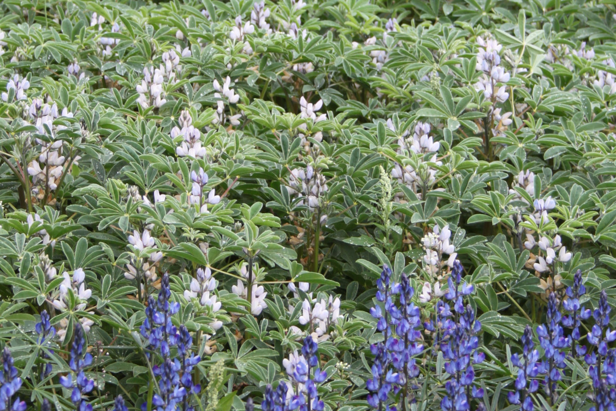 Lupinen-Feld