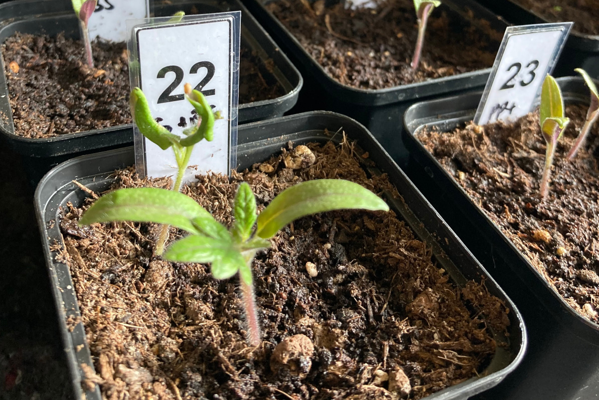 Tomatenpflanze im Topf mit Granulat